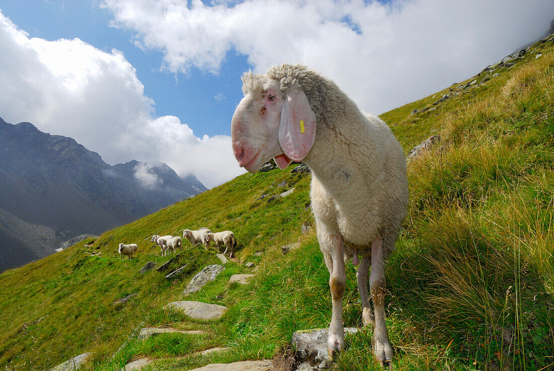 Schafe auf Wanderweg, Stubaier Alpen, Stubai, Tirol, Österreich