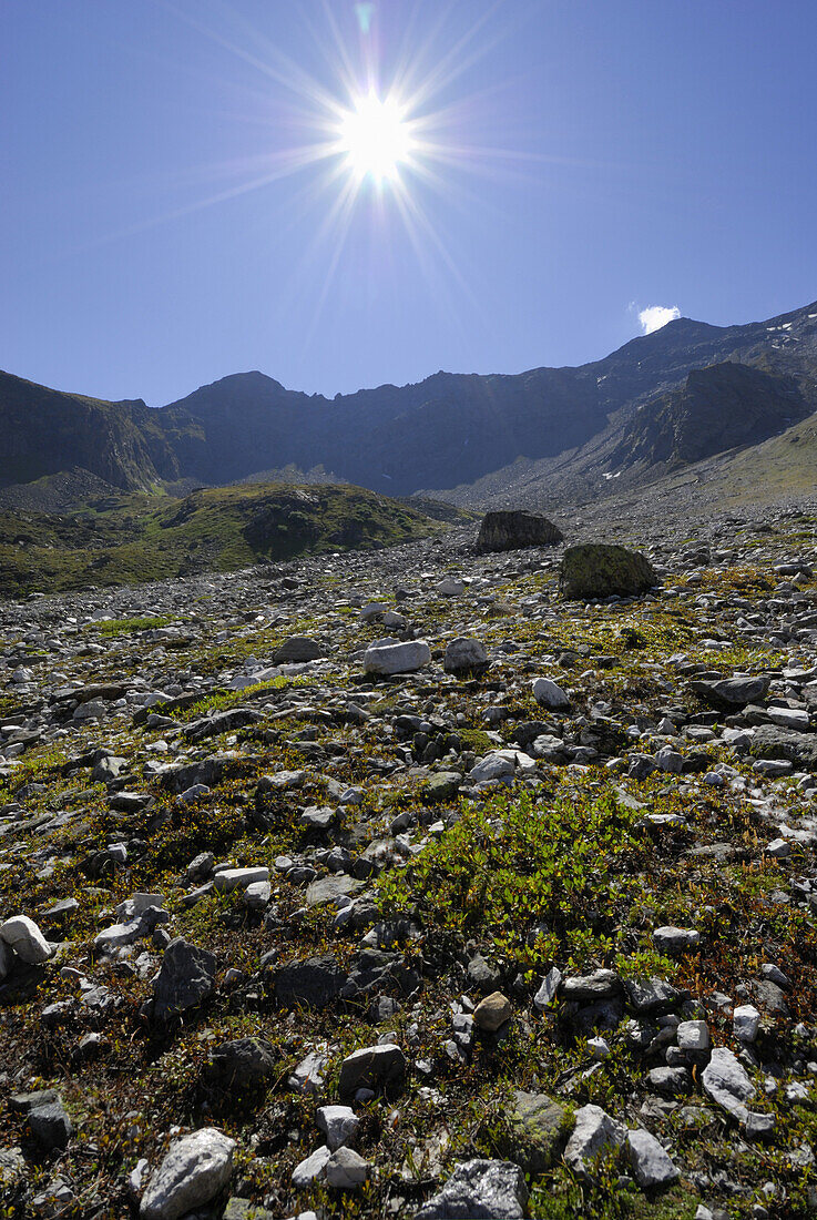 Kar mit Pionierpflanzen im Gegenlicht, Stubaier Alpen, Stubai, Tirol, Österreich