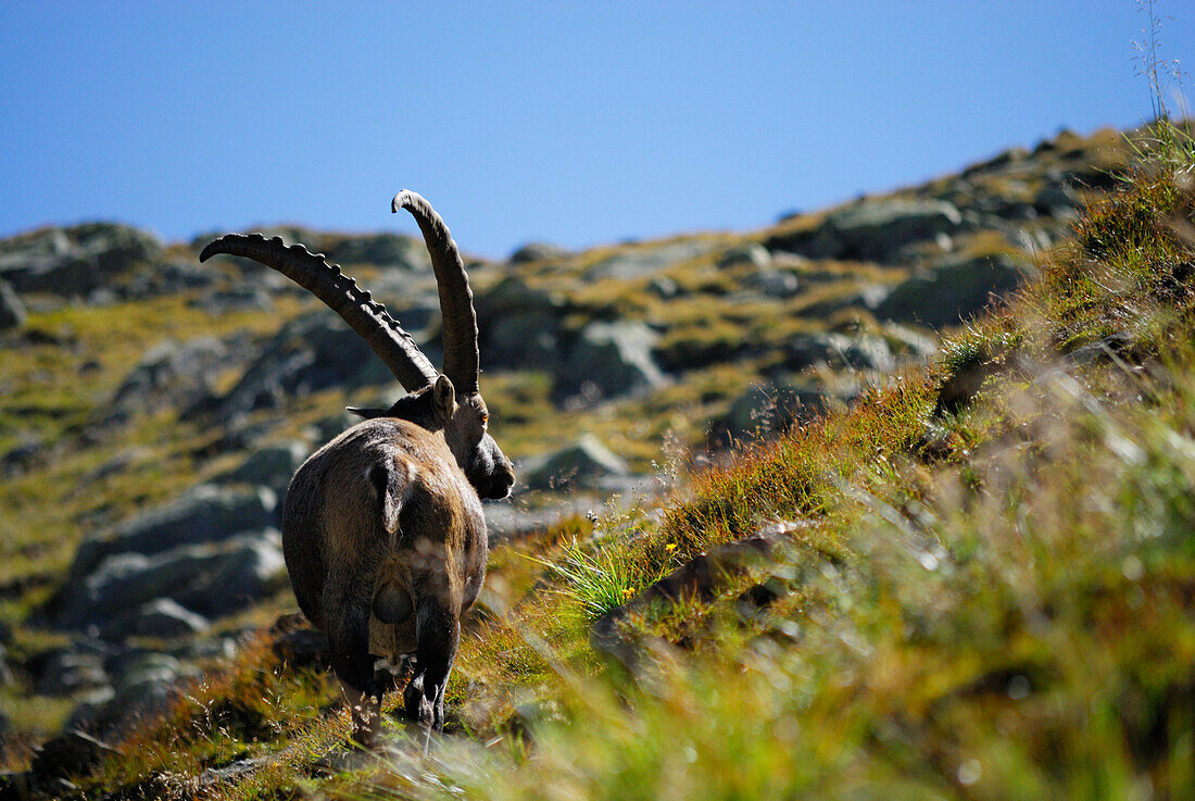 Steinbock, Capra ibex, Tribulaungruppe, Stubaier Alpen, Stubai, Tirol, Österreich