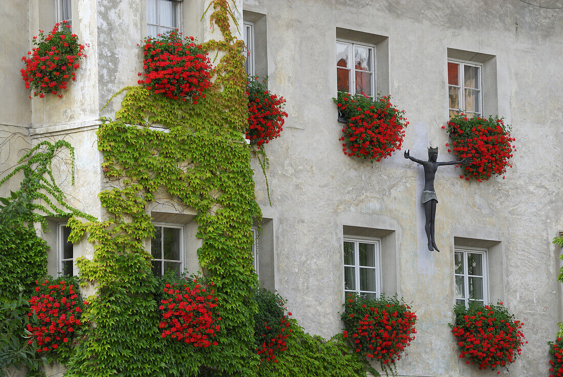 Kletterpflanze an einer Hausfassade, Brixen, Eisacktal, Trentino-Südtirol, Italien