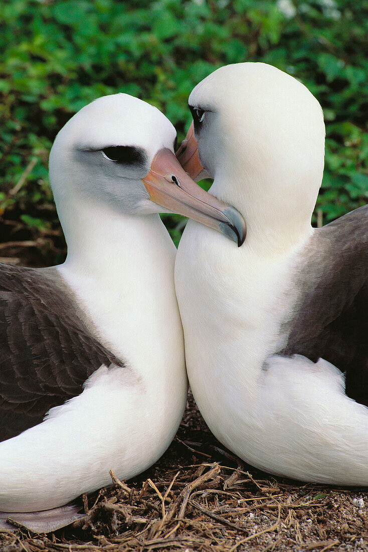 Laysan Albatross (Diomedea immutabilis), nesting pair. Midway Atoll, Hawaii, USA