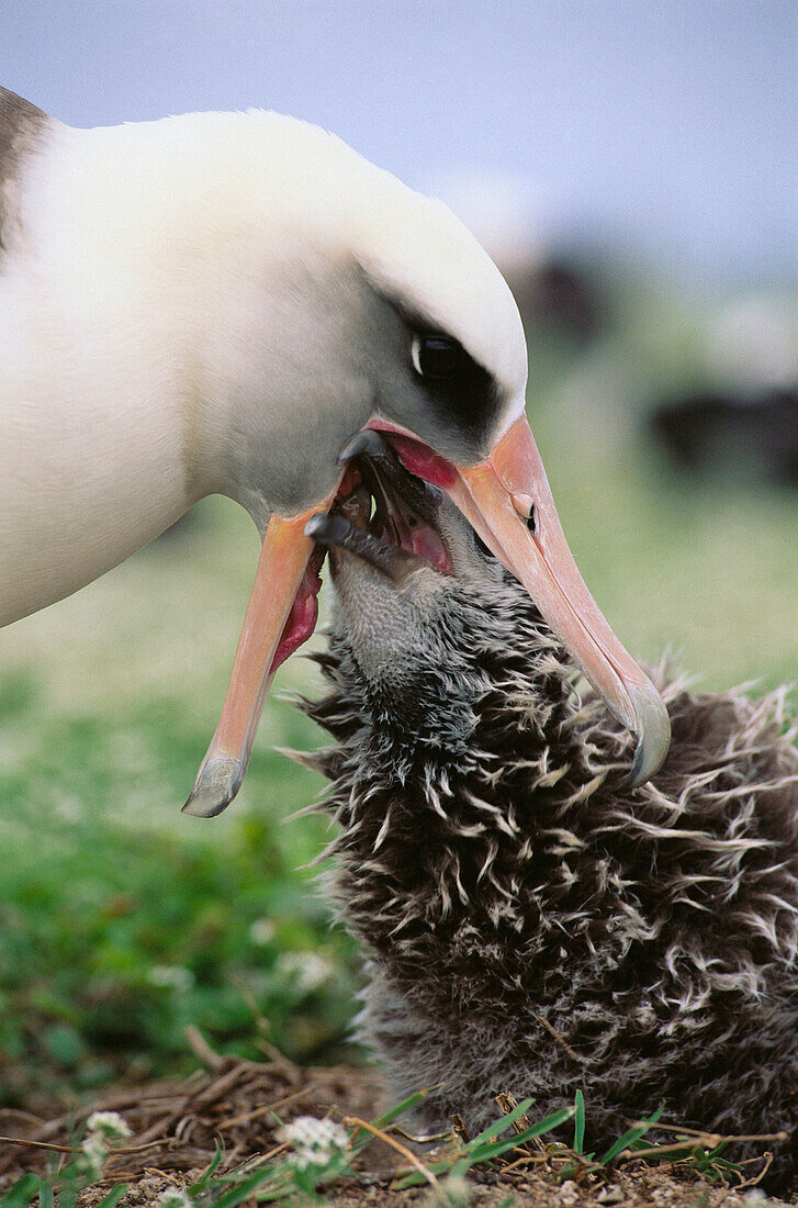 Laysan Albatross (Diomedea immutabilis) feeding chick. Midway Atoll, Hawaii, USA