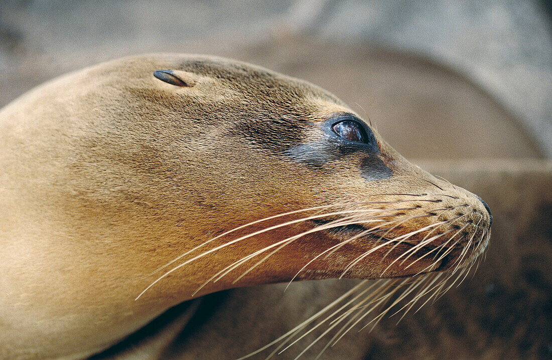 Galapagos Fur Seal (Arctocephalus galapagoensis). Galapagos Islands, Ecuador