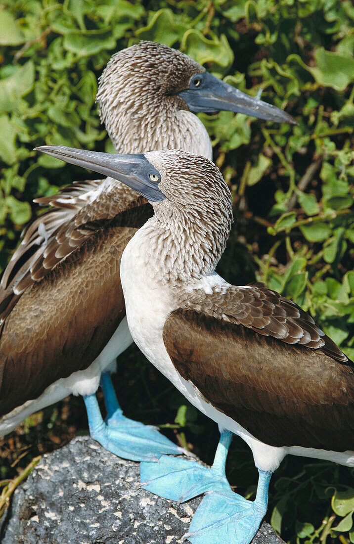 Blue-footed Bobby (Sula nebouxii). Galapagos Islands, Ecuador