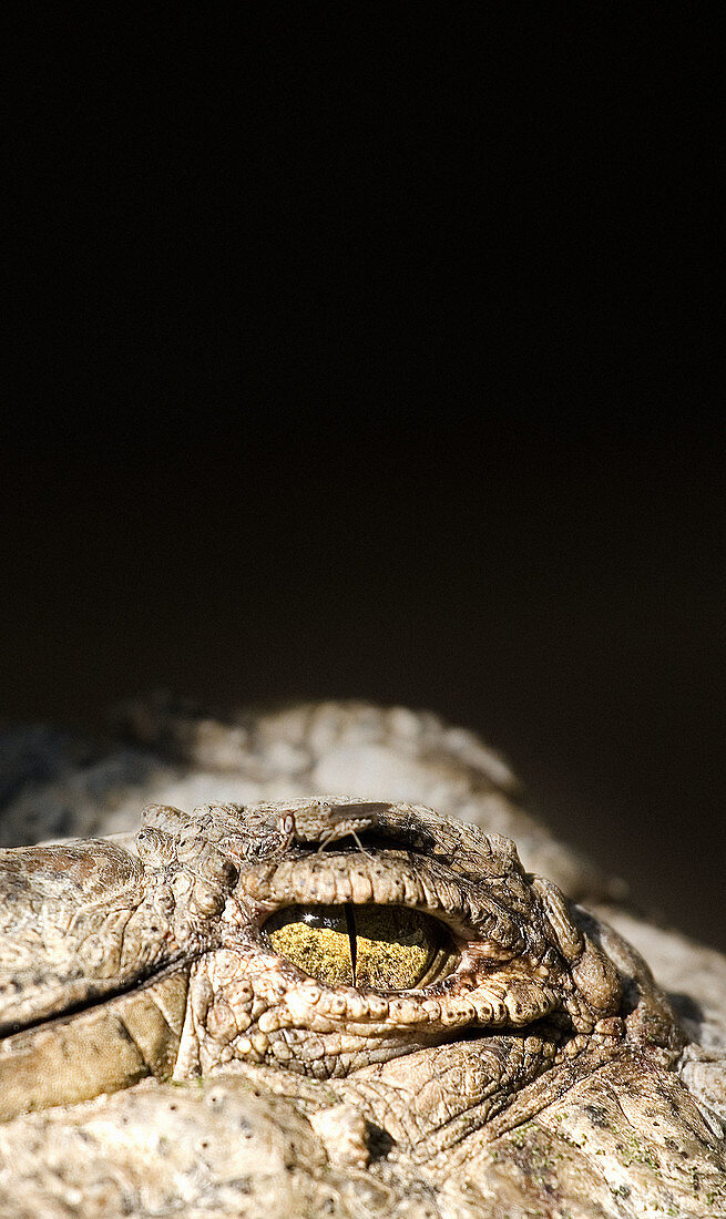 Crocodile's eye. Africa