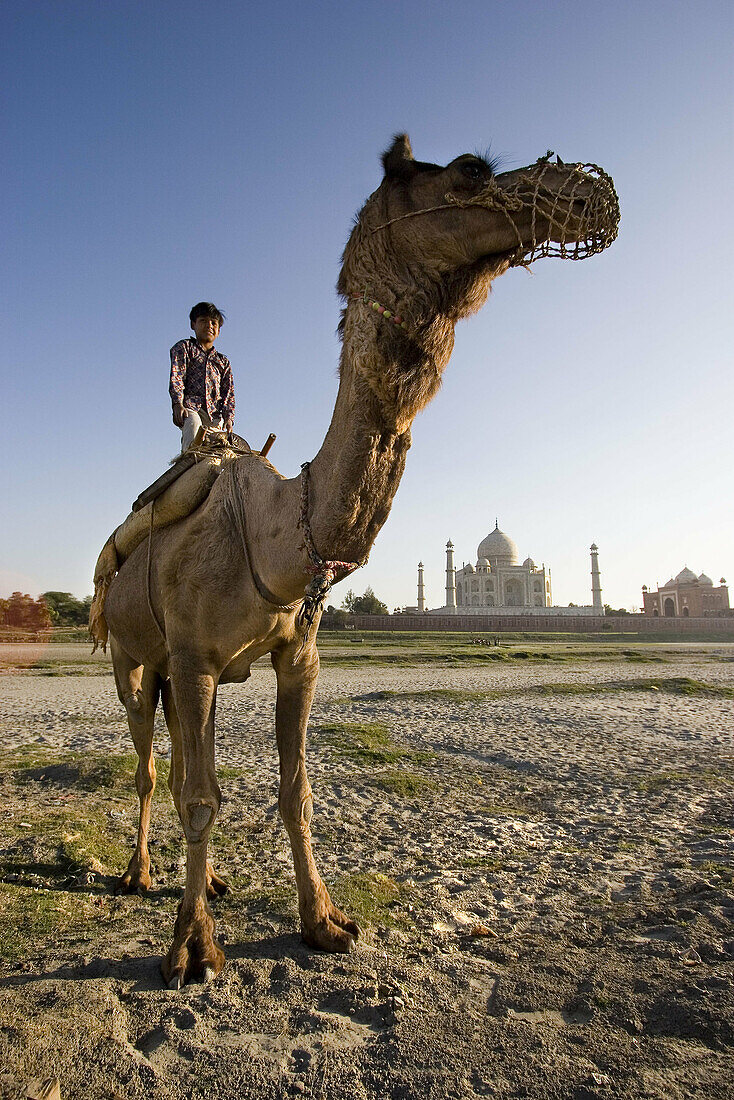 Boy riding camel by Yamuna River with Taj Mahal in background, Agra. Uttar Pradesh, India