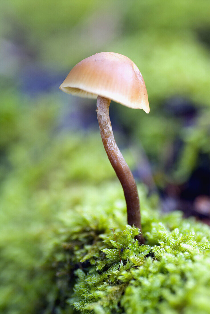 Mushroom in Irati beechwood. Navarra, Spain