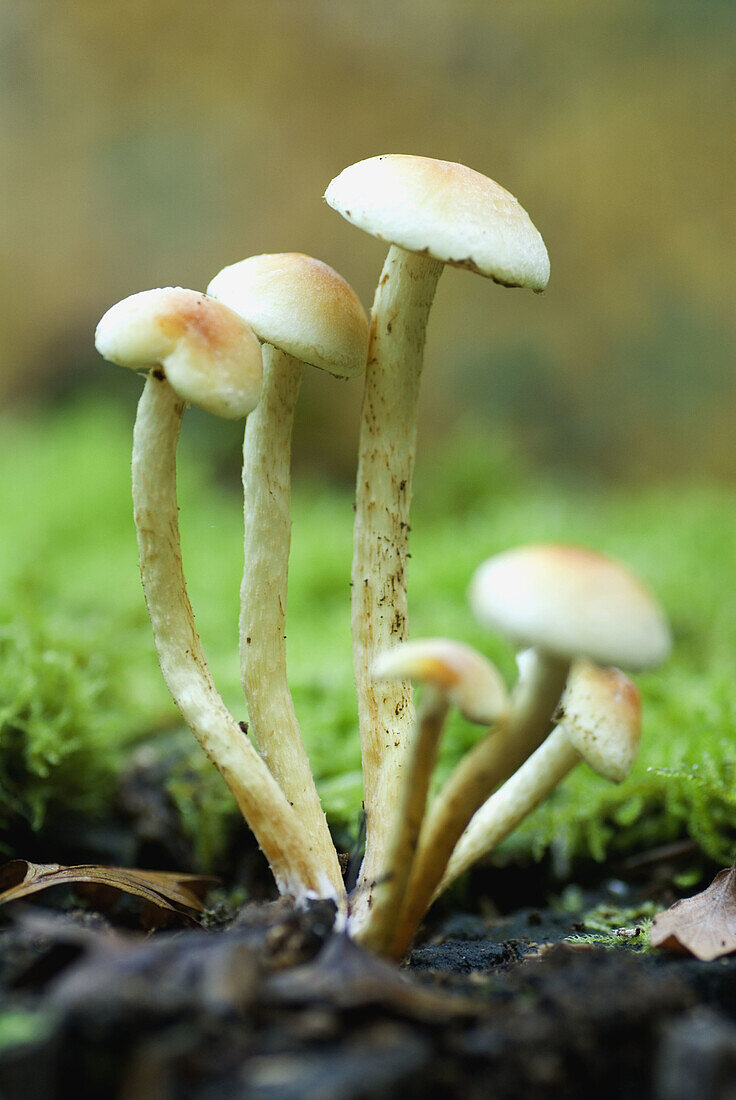 Mushrooms on oak tree. Izqui Natural Park, Alava, Euskadi, Spain