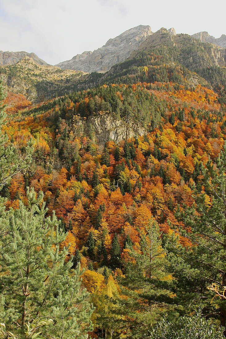 Bujaruelo in Autumn. Ordesa National Park. Huesca province. Aragon, Spain