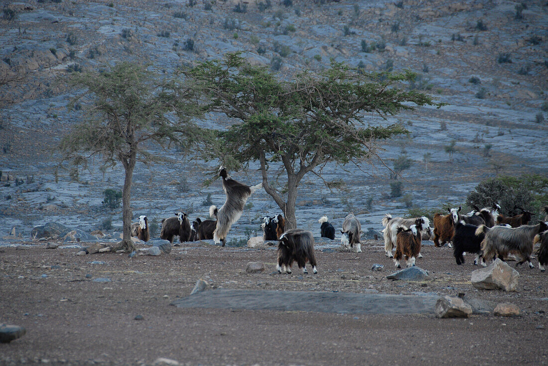 A herd of goats under trees, Al Hajar mountains, Oman, Asia, Oman, Asia