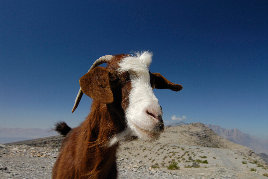 Goat under blue sky, Oman, Asia