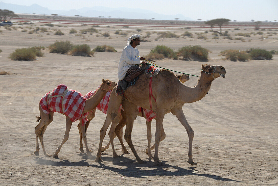 Dromedare und ein einheimischer Mann, Al Ain, Vereinigte Arabische Emirate