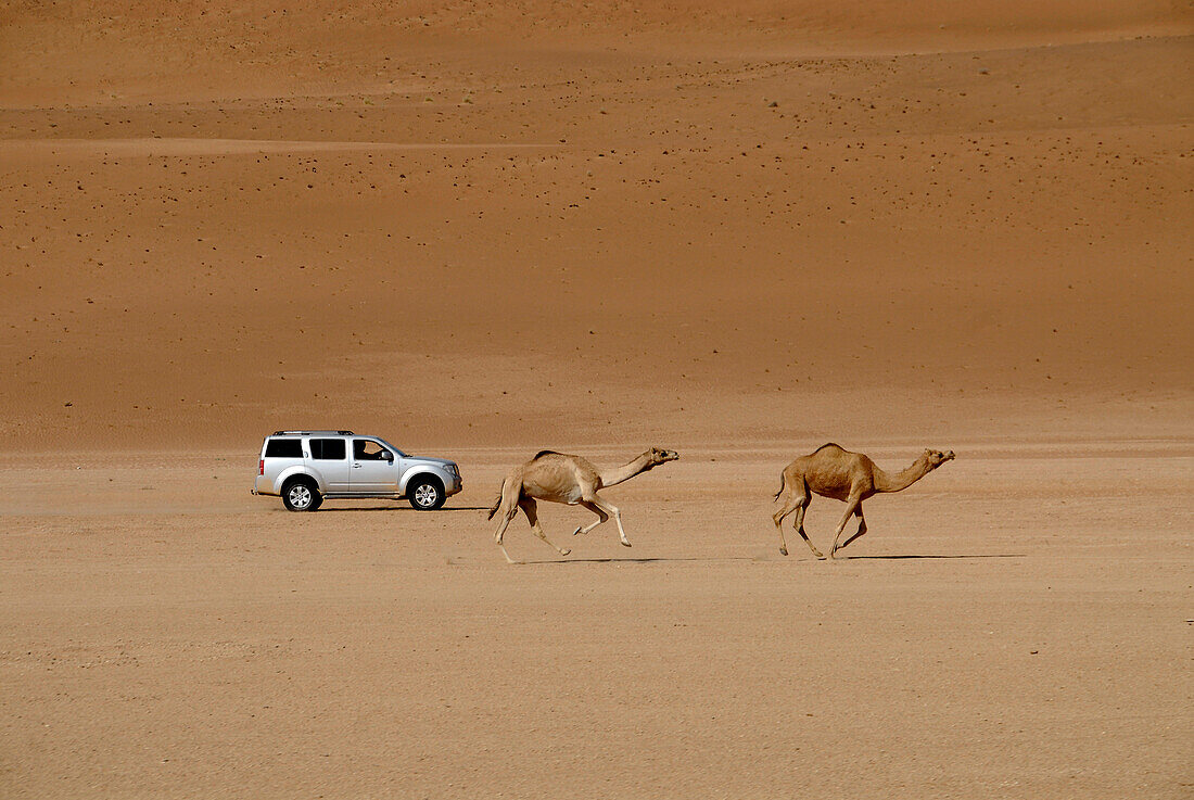 An all-terrain vehicle and two dromedaries in the sand of the desert, Wahiba Sands, Oman, Asia