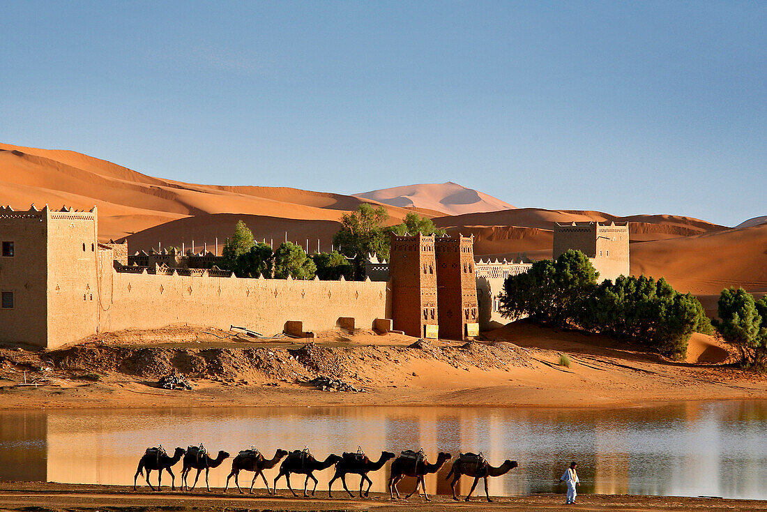 Kamelkarawane vor der Auberge Yasmina Dünen der Erg Chebbi Wüste, Marokko, Afrika