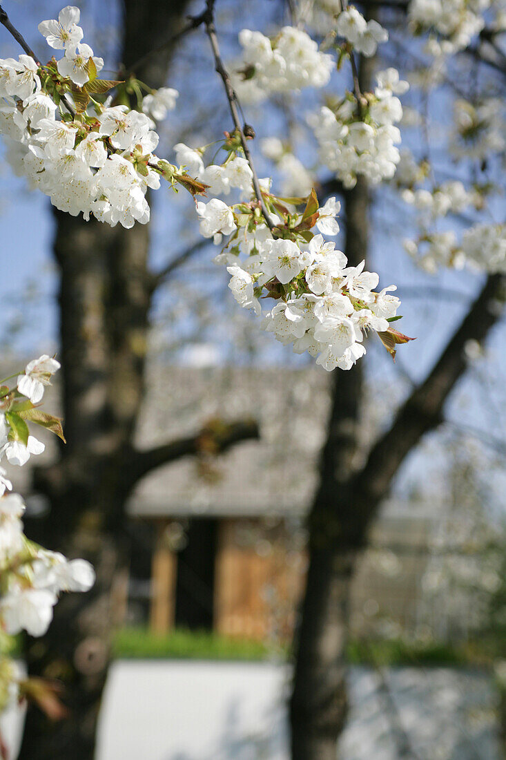 Weisse Blüten an den Ästen eines Apfelbaumes im Frühling