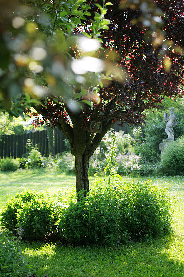 Wild, sunny garden with turored lawn, weed, tree and gardenfigure
