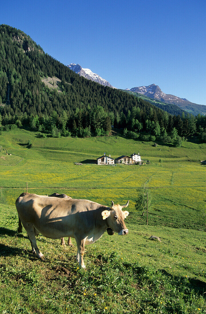 Cow on meadow with farmhouses in background, Selva, Bernina range, Bernina, Puschlav, Grisons, Switzerland