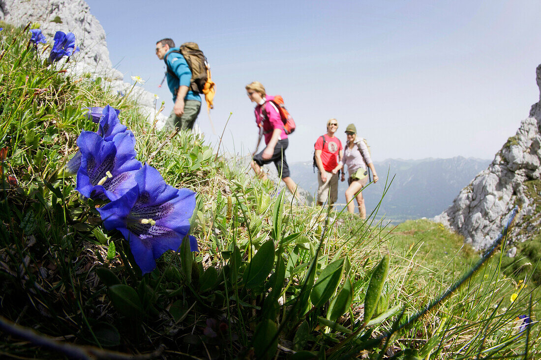 Blühender Enzian, Wanderer im Hintergrund, Wettersteingebirge, Bayern, Deutschland