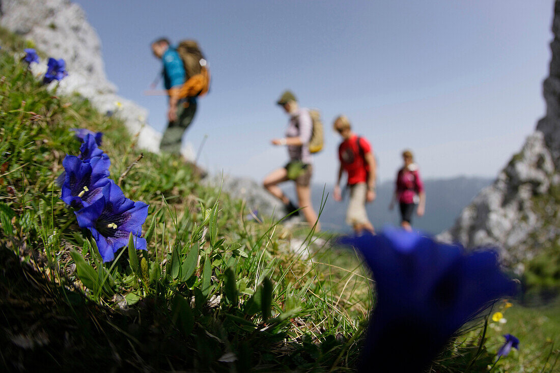 Blühender Enzian, Wanderer im Hintergrund, Wettersteingebirge, Bayern, Deutschland