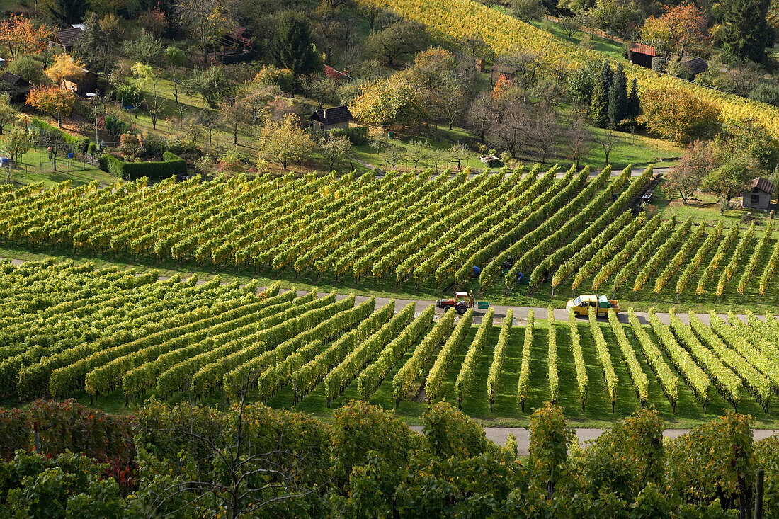 View over vineyards,  Unterturkheim, Stuttgart, Baden-Wurttemberg, Germany