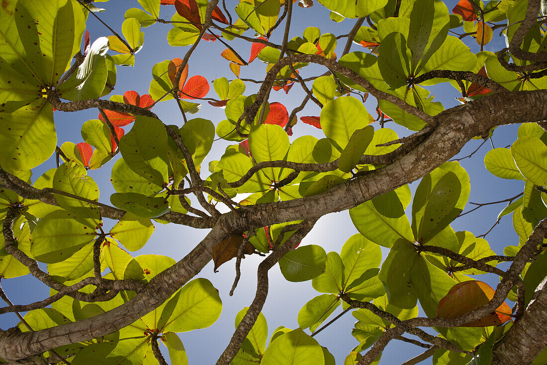 Tree at Bikini Beach, Marshall Islands, Bikini Atoll, Micronesia, Pacific Ocean