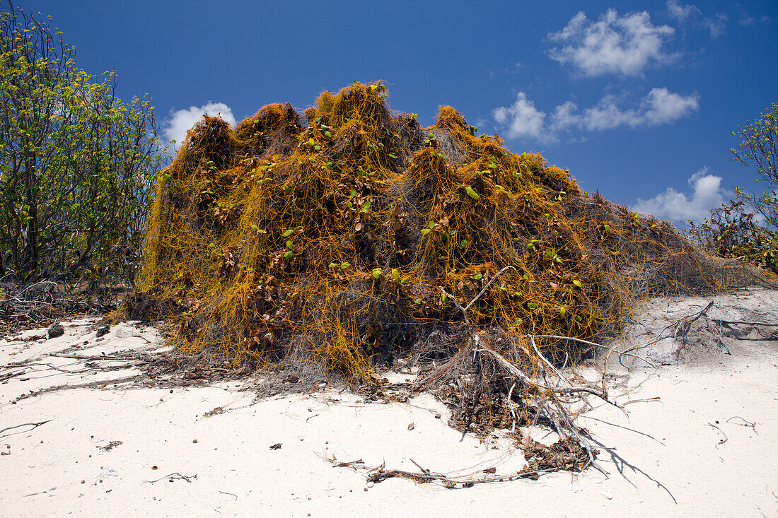Pflanzenbewuchs am Strand von Bikini, Marschallinseln, Bikini Atoll, Mikronesien, Pazifik