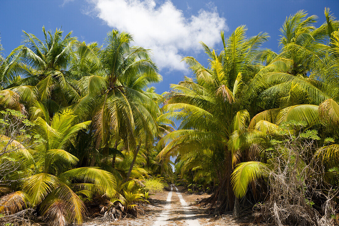 Kokosnuss-Palmen auf Bikini, Marschallinseln, Bikini Atoll, Mikronesien, Pazifik