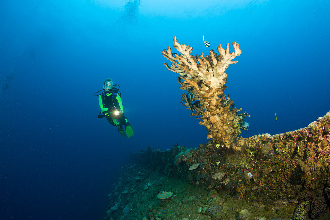 Taucher betrachtet Feuerkoralle an dem kieloben liegenden Wrack HIJMS Nagato, Marschallinseln, Bikini Atoll, Mikronesien, Pazifik