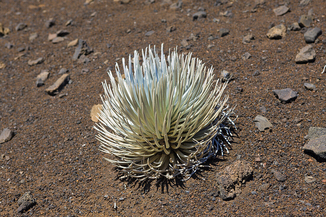 endemic Silversword at Haleakala Volcano Crater, Argyroxiphium sandwicense ssp. Macrocephalum, Maui, Hawaii, USA