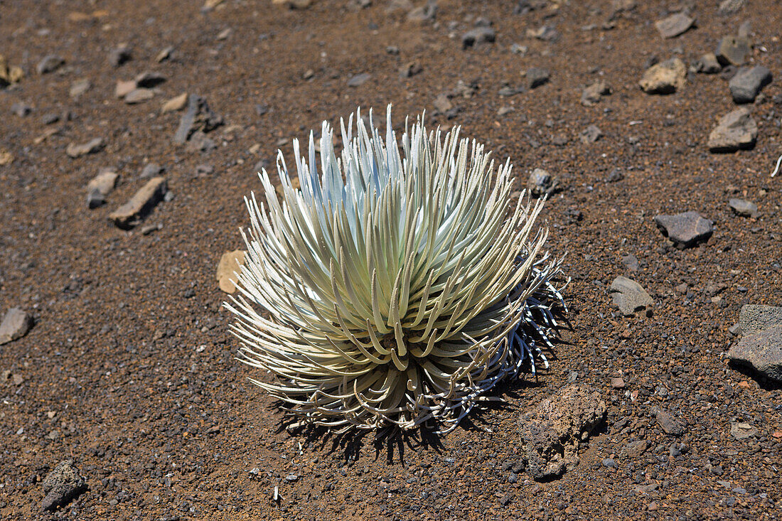 endemisches Silberschwert im Krater des Vulkan Haleakala, Argyroxiphium sandwicense ssp. Macrocephalum, Maui, Hawaii, USA