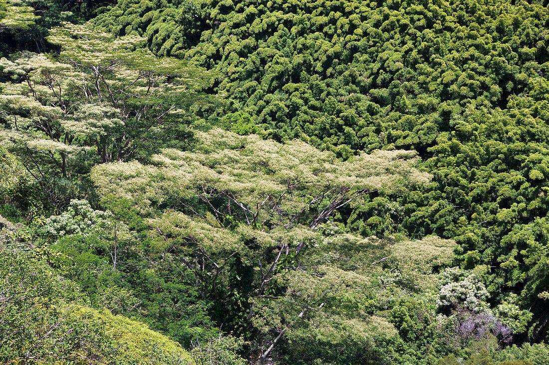 Bamboo Grove at Road to Hana, Maui, Hawaii, USA