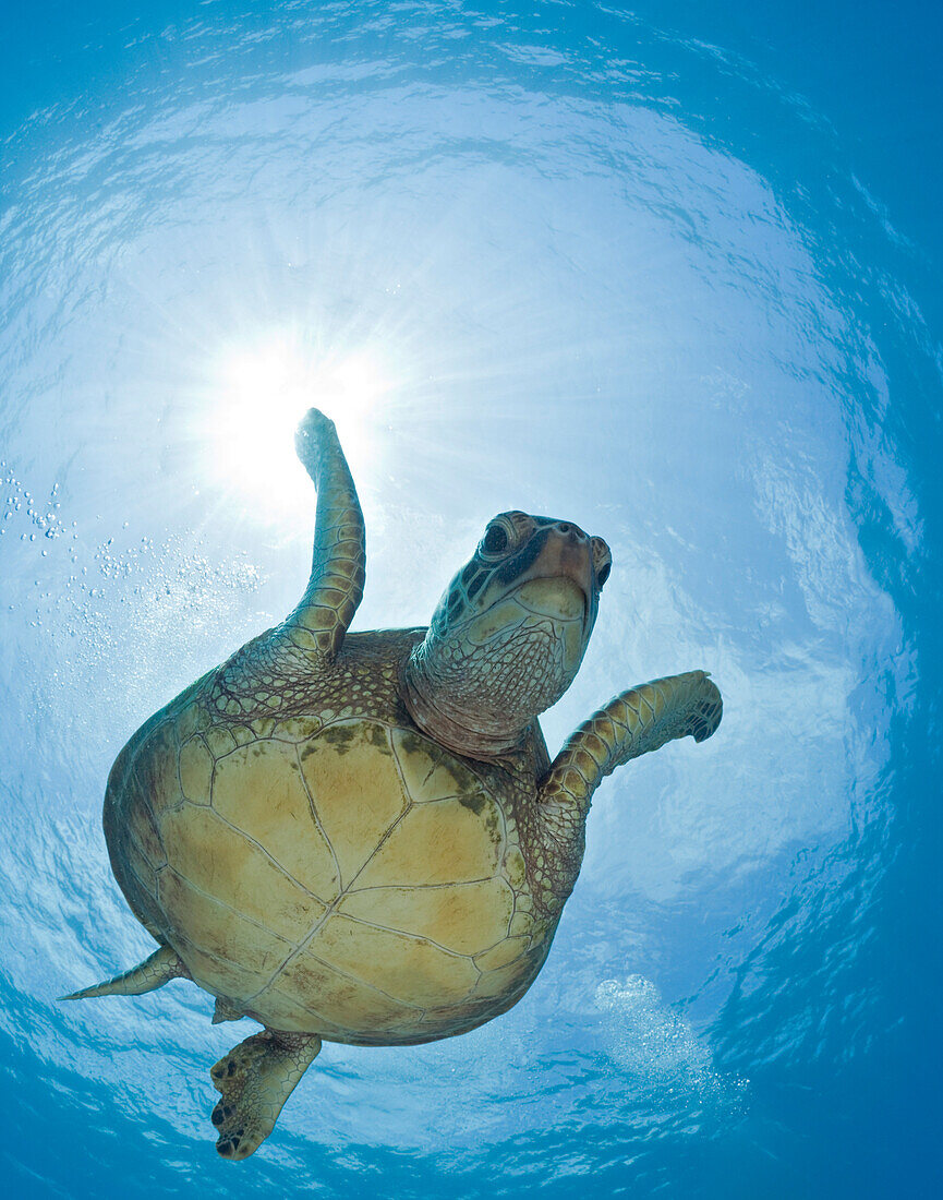 Gruene Meeresschildkroete, Chelonia mydas, Maui, Hawaii, USA