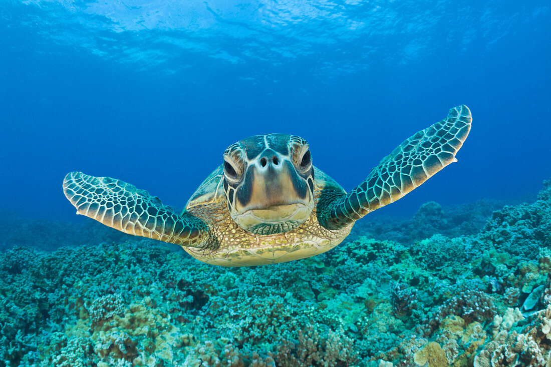 Gruene Meeresschildkroete, Chelonia mydas, Maui, Hawaii, USA