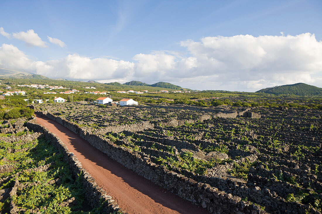 Unesco Weltkulturerbe Weinbaukultur der Insel Pico, Insel Pico, Azoren, Portugal