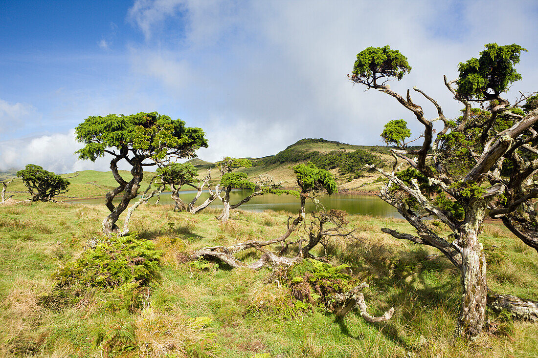 Highlands of Pico, Pico Island, Azores, Portugal