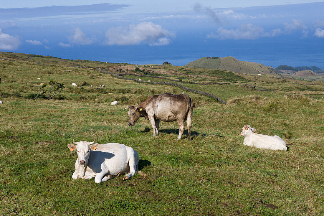 Kuehe auf der Weide, Bos taurus, Insel Pico, Azoren, Portugal