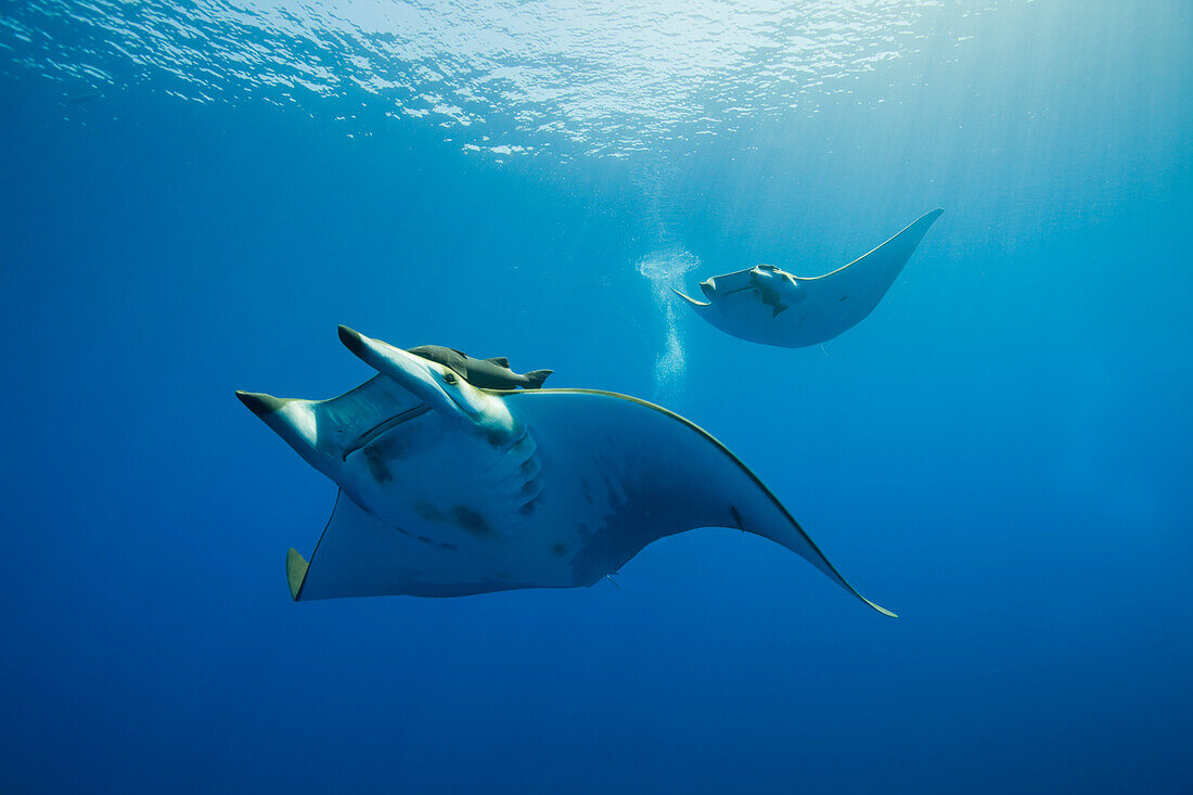 Sichelflossen-Mobulas, Mobula tarapacana, Azoren, Princess Alice Bank, Atlantik, Portugal