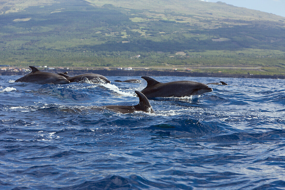 Bottlenose Dolphins, Tursiops truncatus, Azores, Atlantic Ocean, Portugal
