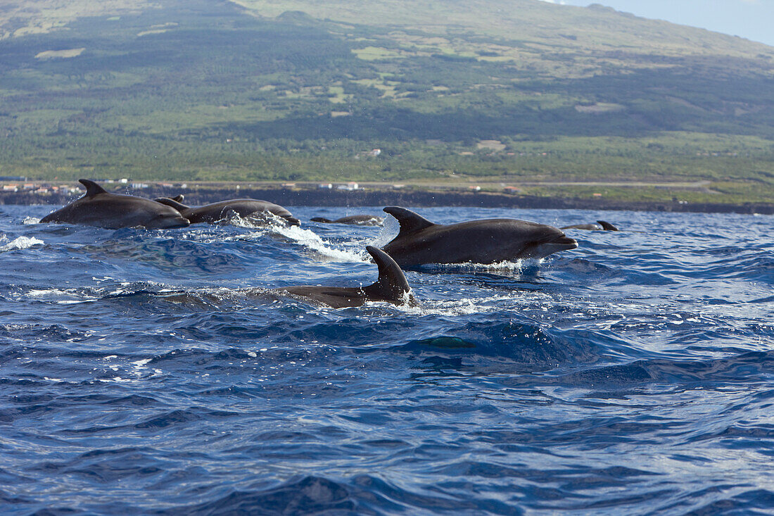 Grosse Tuemmler, Tursiops truncatus, Azoren, Atlantik, Portugal