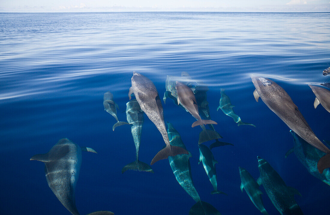 Atlantic Spotted Dolphins, Stenella frontalis, Azores, Atlantic Ocean, Portugal