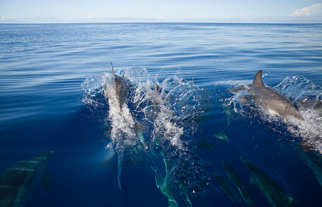 Atlantic Spotted Dolphins, Stenella frontalis, Azores, Atlantic Ocean, Portugal