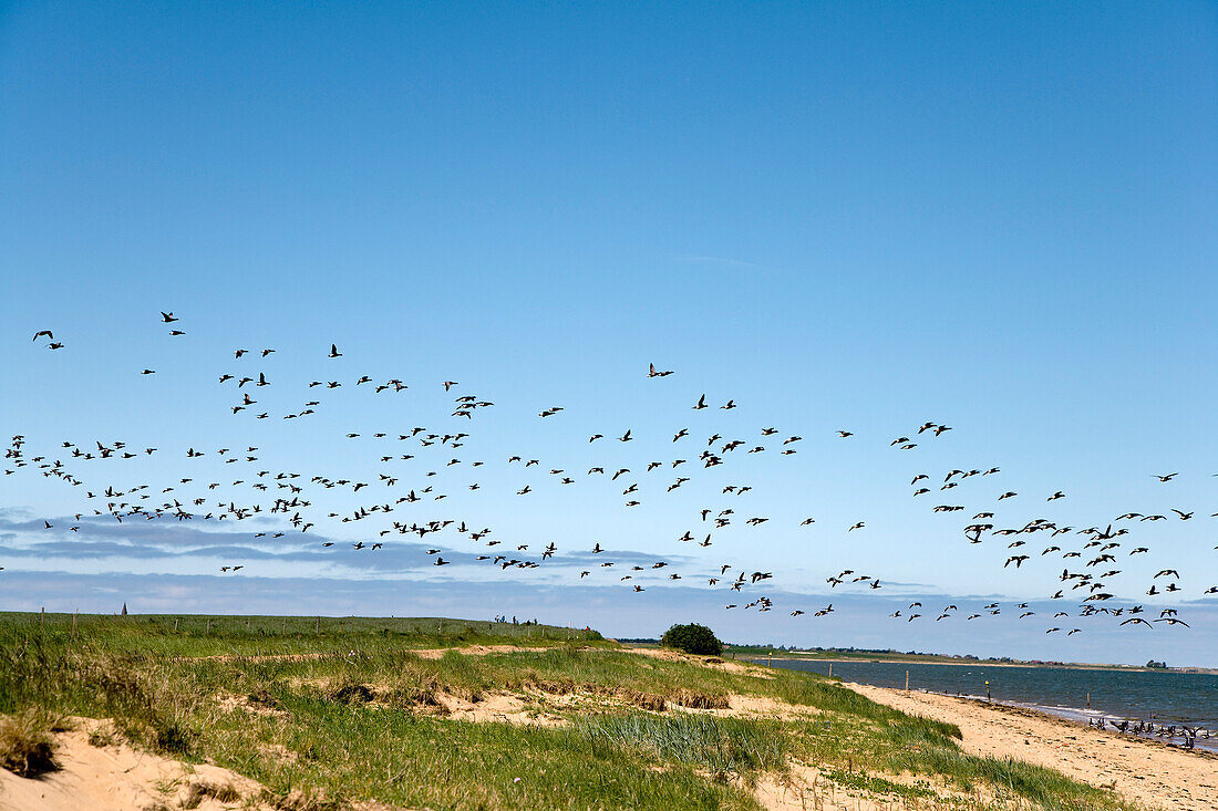 Ringelgänse am Wattenmeer bei Steenodde, Amrum, Nordfriesland, Schleswig-Holstein, Deutschland