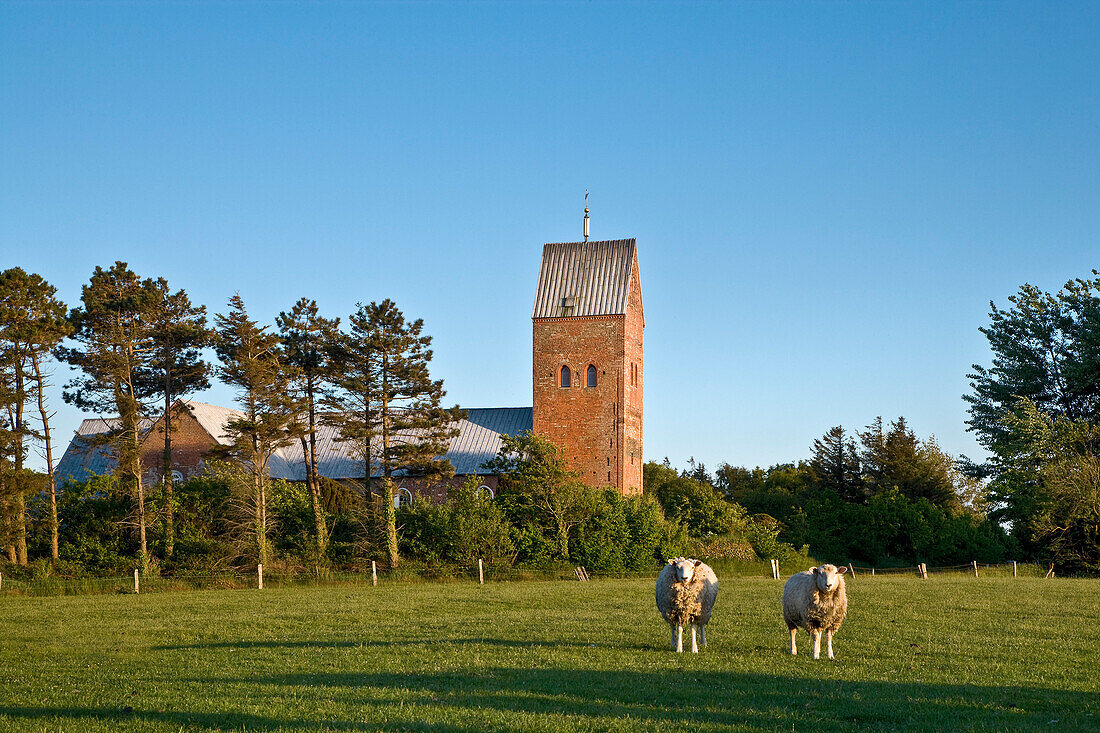 Schafe vor der Kirche St. Laurenti, Föhr, Nordfriesland, Schleswig-Holstein, Deutschland
