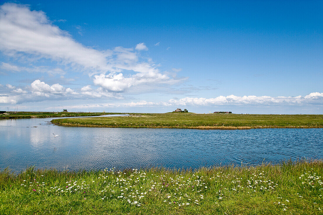 Hallig Hooge, North Frisian Islands, Schleswig-Holstein, Germany