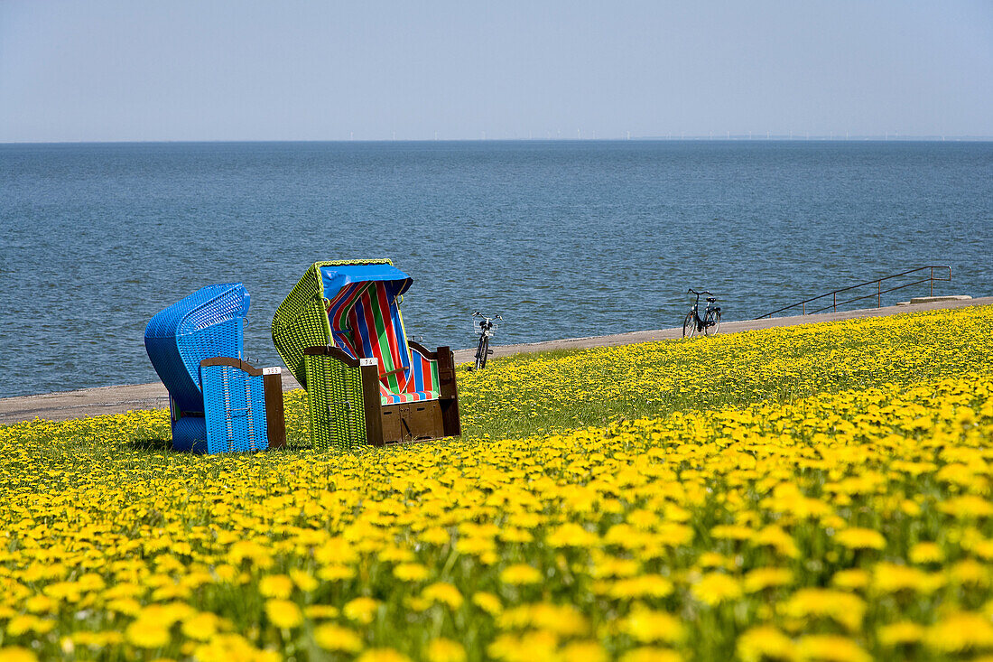 Strandkörbe auf Löwenzahnwiese, Pellworm, Schleswig-Holstein, Deutschland