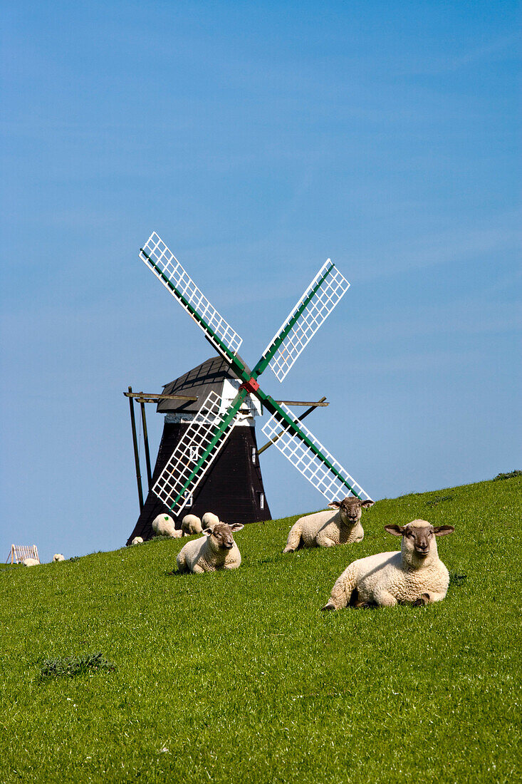 Windmill Nordermühle and Sheep, Pellworm Island, North Frisian Islands, Schleswig-Holstein, Germany
