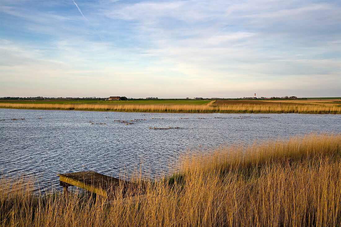Rural Landscape, Pellworm Island, North Frisian Islands, Schleswig-Holstein, Germany