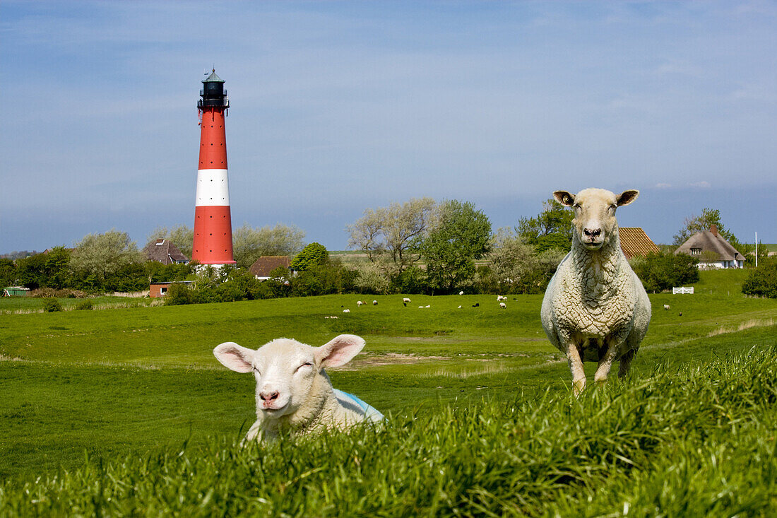 Schafe beim Leuchtturm, Pellworm, Schleswig-Holstein, Deutschland