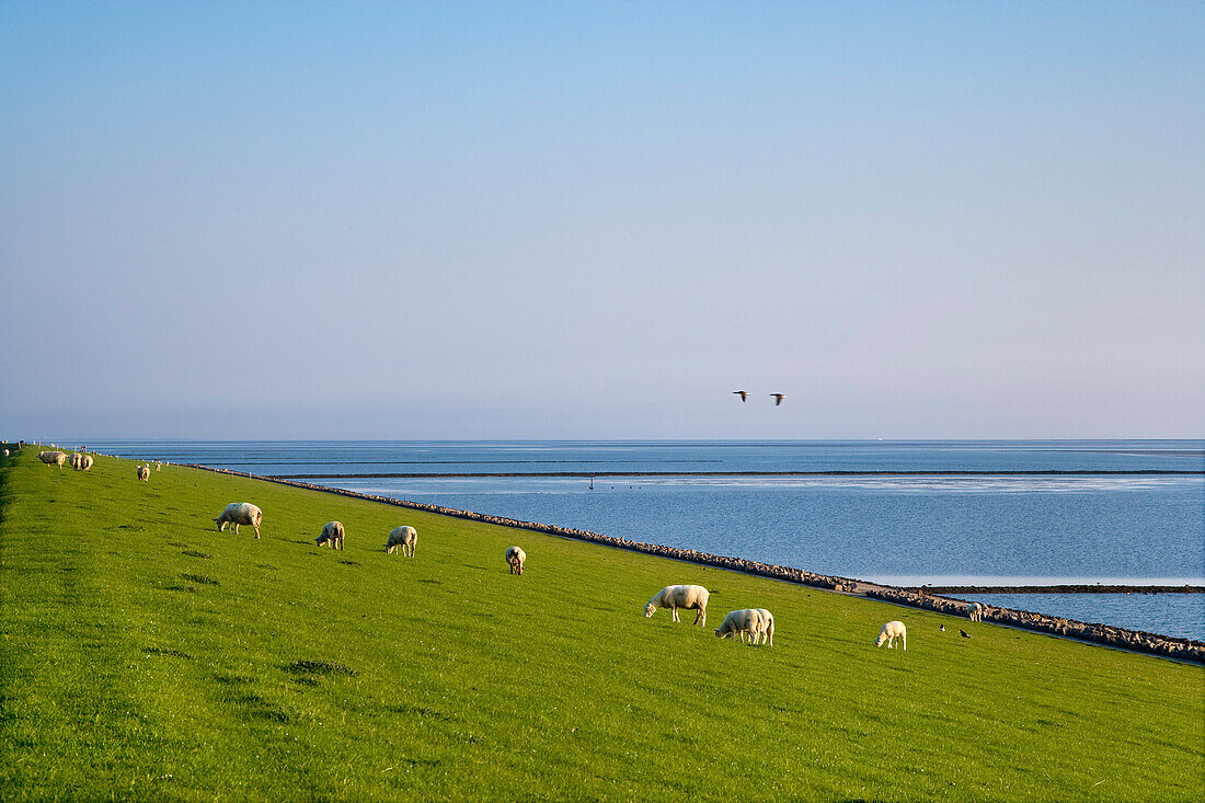 Schafe auf dem Deich, Pellworm, Nordfriesland, Schleswig-Holstein, Deutschland