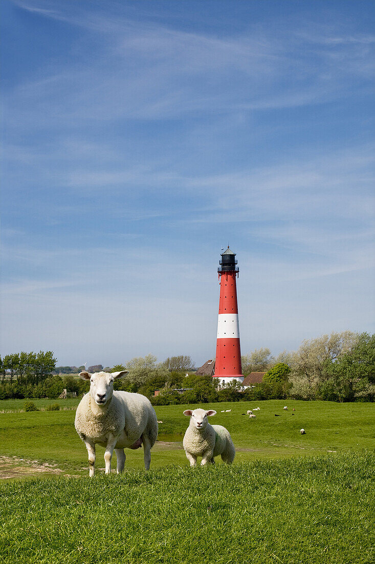 Schafe beim Leuchtturm, Pellworm, Schleswig-Holstein, Deutschland
